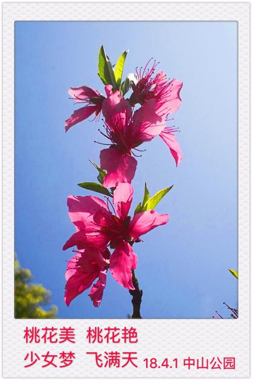 寻找优艳之花下载地址?这里提供正规下载链接