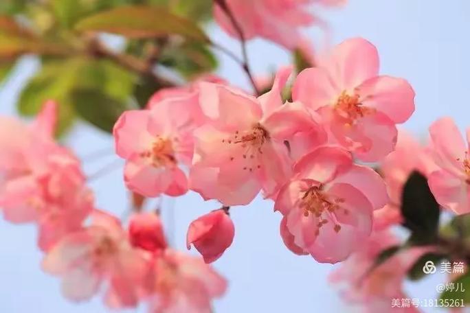 寻找优艳之花下载地址?这里提供正规下载链接