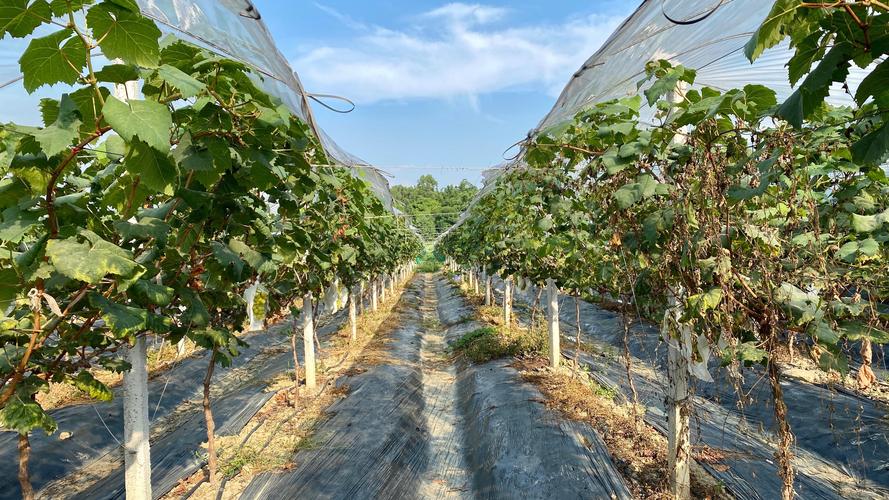 如何下载葡萄成熟时？多个平台下载指南