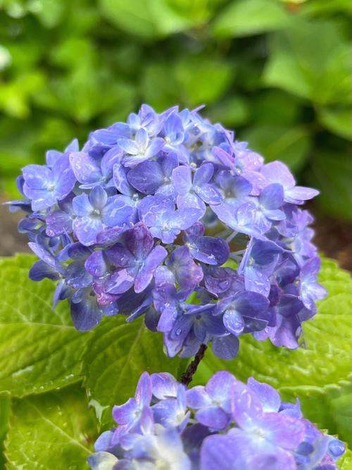 一夏之花游戏官网：PC版与手机版哪个更好玩？