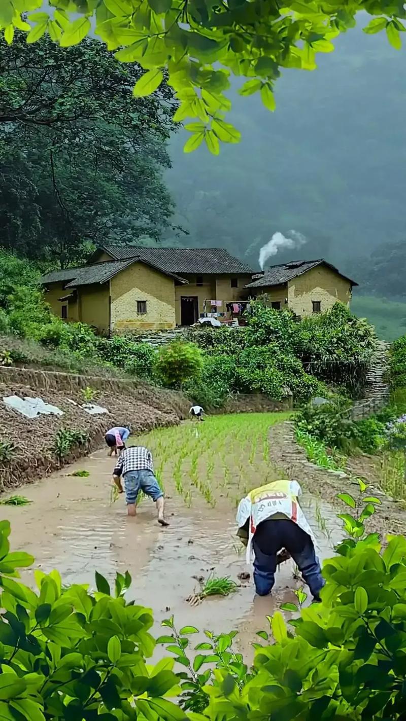 分享我的乡村生活最新见闻：简单纯粹的乡村日常