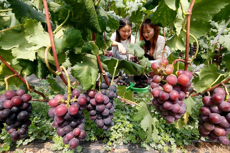 寻找葡萄成熟时官方网站？高清资源在线观看！