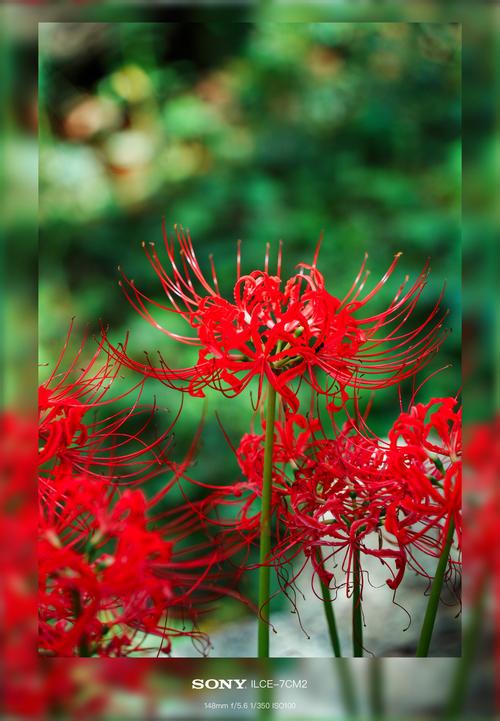 彼岸花官网：苹果版软件下载，源码包免费提供！