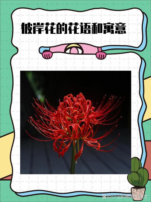 彼岸花，你弟弟最爱的游戏是这个？一起来看看吧！