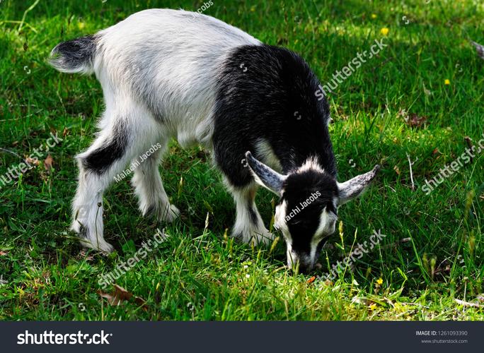 Family Faring家庭生活官方网站:探索中年男人的家庭故事