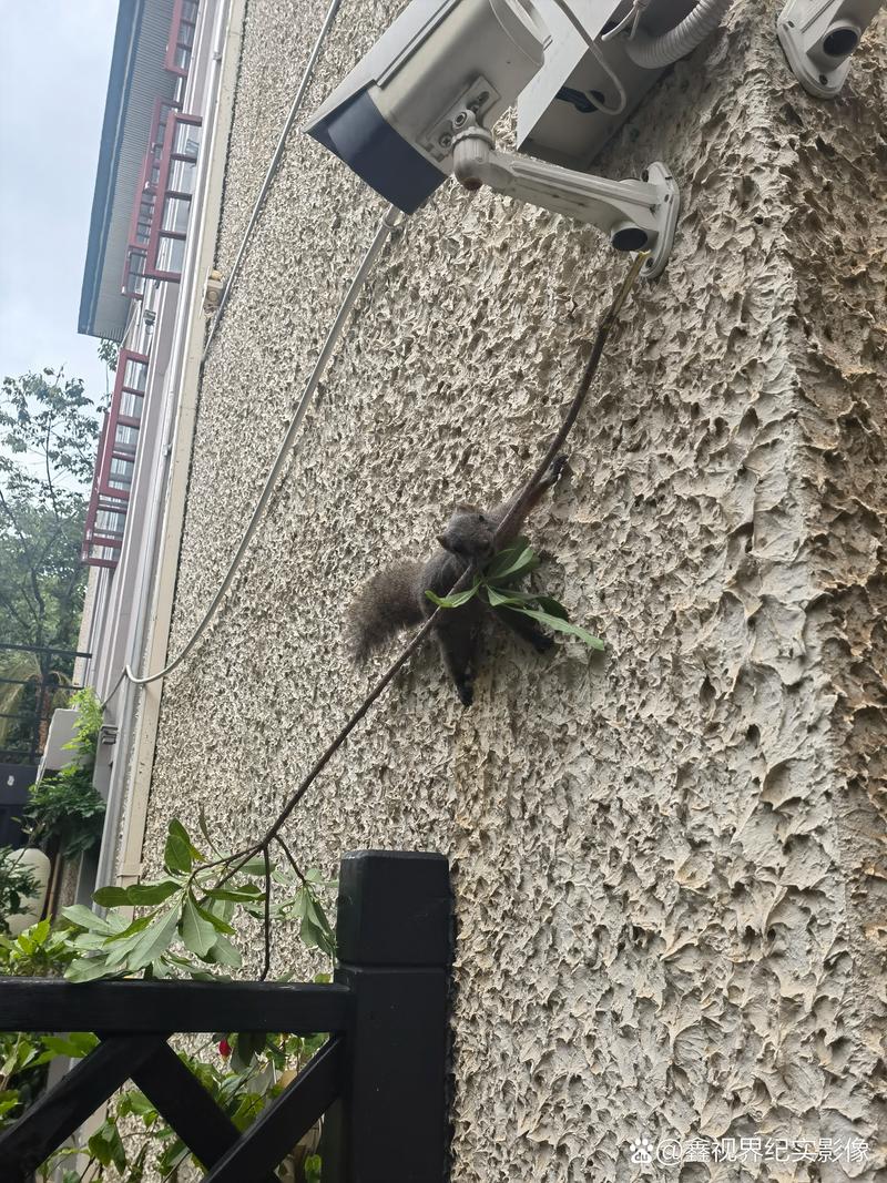 夏日小公园的厕所:桃子汉化官方网站详解