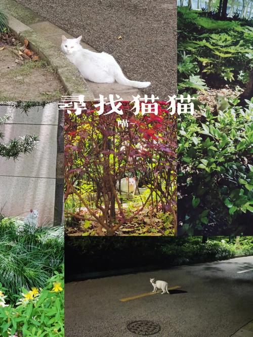 野猫版本大全分享：快速找到你需要的野猫游戏版本