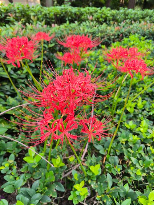 彼岸花官网：苹果版软件下载，源码包免费提供！