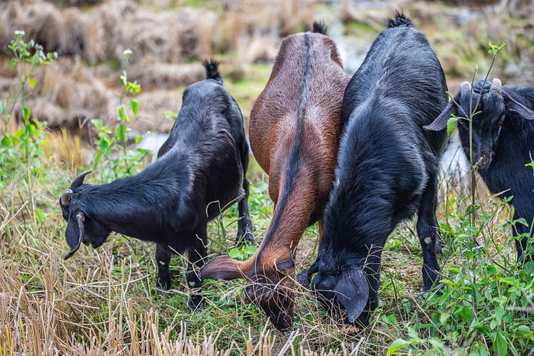 黑山羊之夜安卓版下载地址：快速下载方法分享