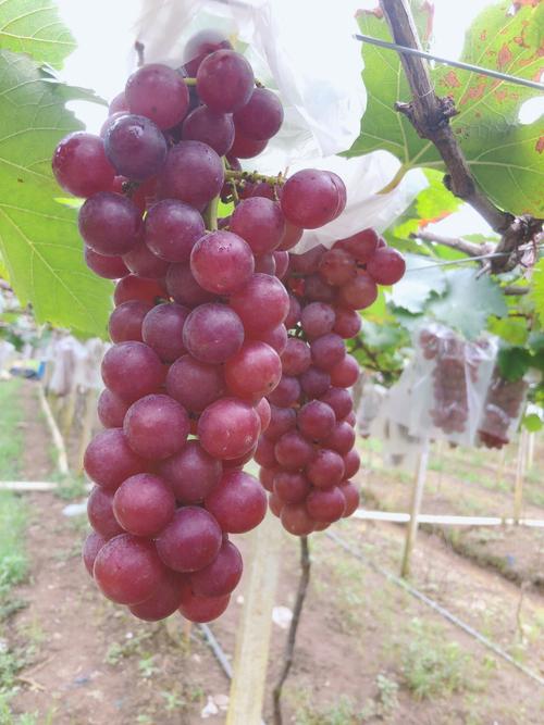 葡萄成熟时版本大全:你最喜欢哪个版本?