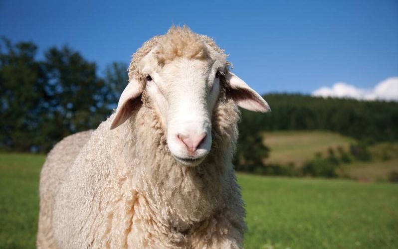 最新版电子羊官方正式版下载：体验可爱宠物羊