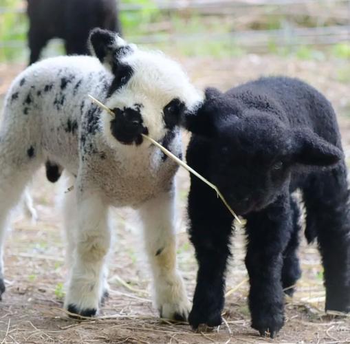 想下载小羊却怕受骗？远离生活诱惑的陷阱