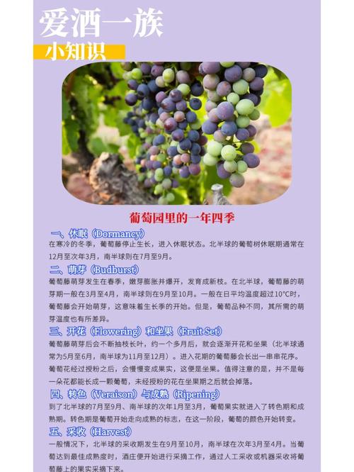 如何下载葡萄成熟时？多个平台下载指南