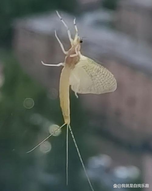 还在找蜉蝣V0.2重制版安卓下载?点击即玩