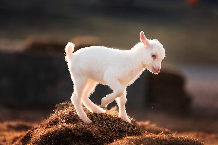 想下载小羊却怕受骗？远离生活诱惑的陷阱