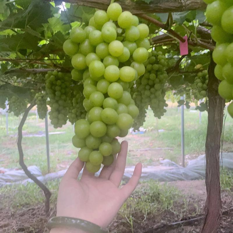 寻找葡萄成熟时官方网站？高清资源在线观看！