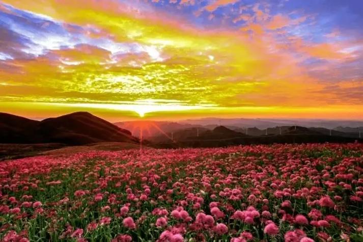 烂漫官网：日本晨间剧，植物学家的浪漫人生！