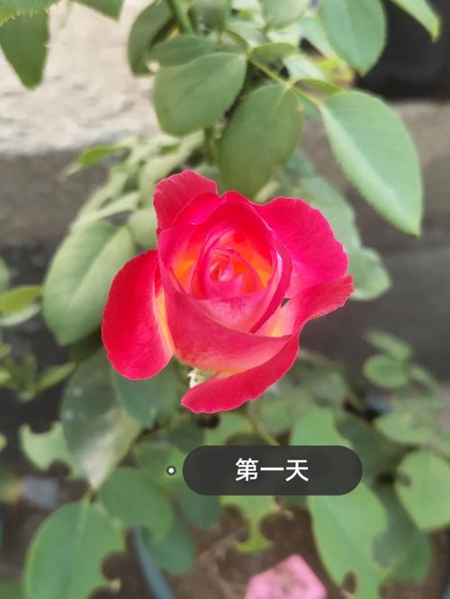 优艳之花官方正式版下载最新版：完整版资源免费获取