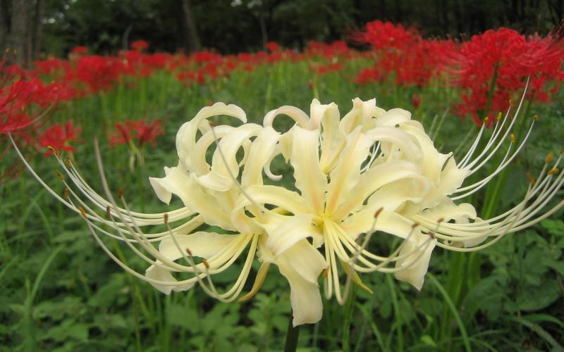 彼岸花安卓版下载：寻找失散亲人的冒险之旅