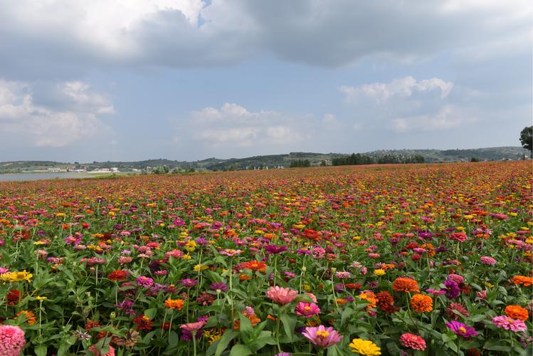 烂漫官网：日本晨间剧，植物学家的浪漫人生！
