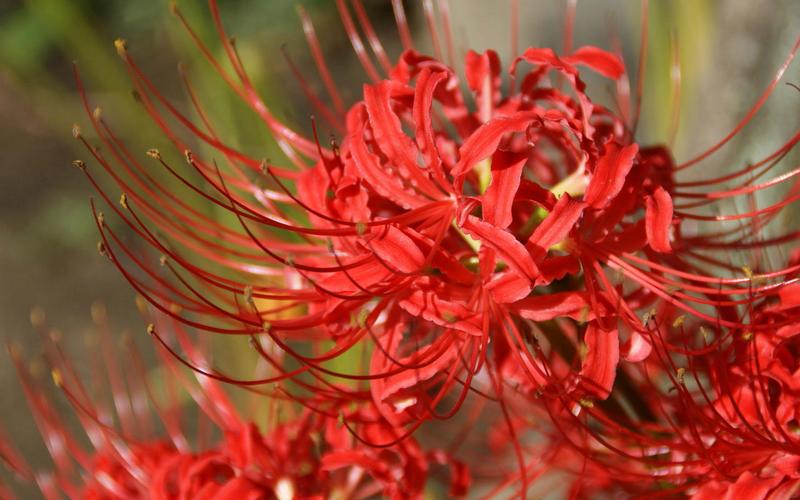 彼岸花安卓版下载：寻找失散亲人的冒险之旅