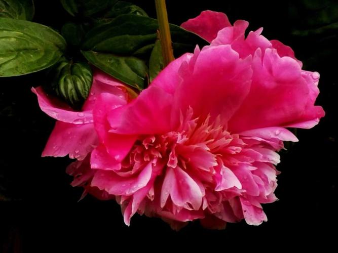 优艳之花官方正式版下载最新版：完整版资源免费获取