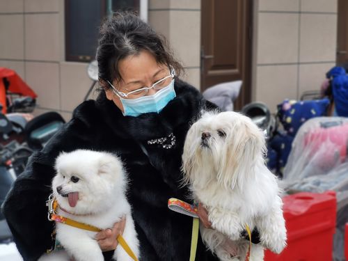 想看人狗情未了？这里提供最新版官方正式下载