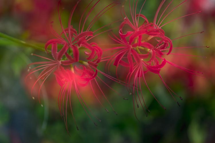 彼岸花安卓版下载：寻找失散亲人的冒险之旅