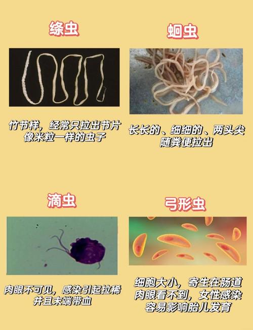 还在找内部寄生虫在哪下载?这里有详细教程!