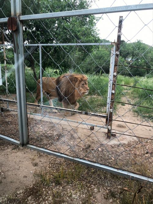 蓝宝石野生动物园版本大全怎么玩？(技巧分享轻松拿高分)