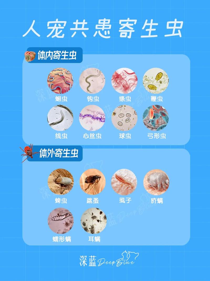 内部寄生虫官方网站：全面了解与防治指南，守护健康！