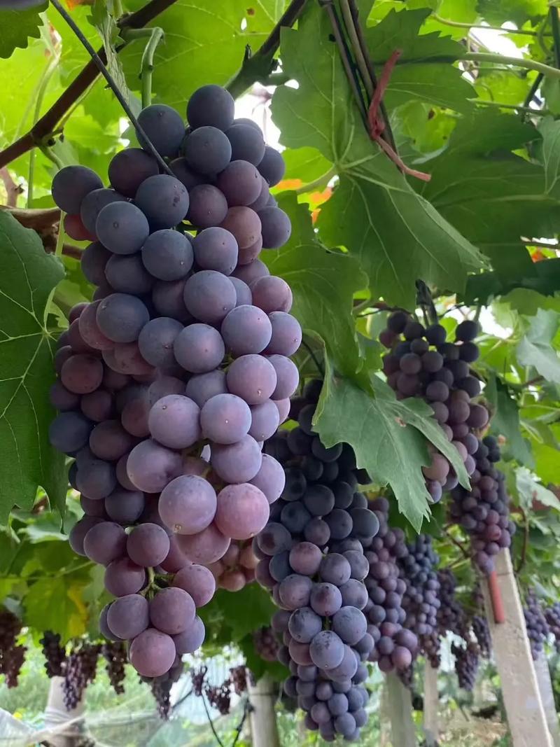 葡萄成熟时版本大全都有哪些?(完整集合一网打尽)
