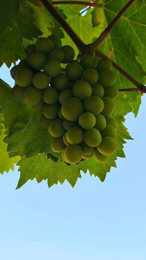 葡萄成熟时最新版本效果怎么样？用户实测心得总结！