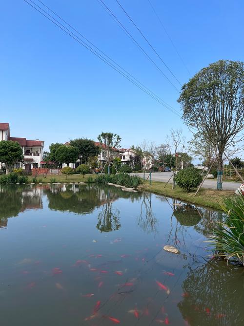 乡下生活最新版本流行啥？这几种乡村生活最受欢迎